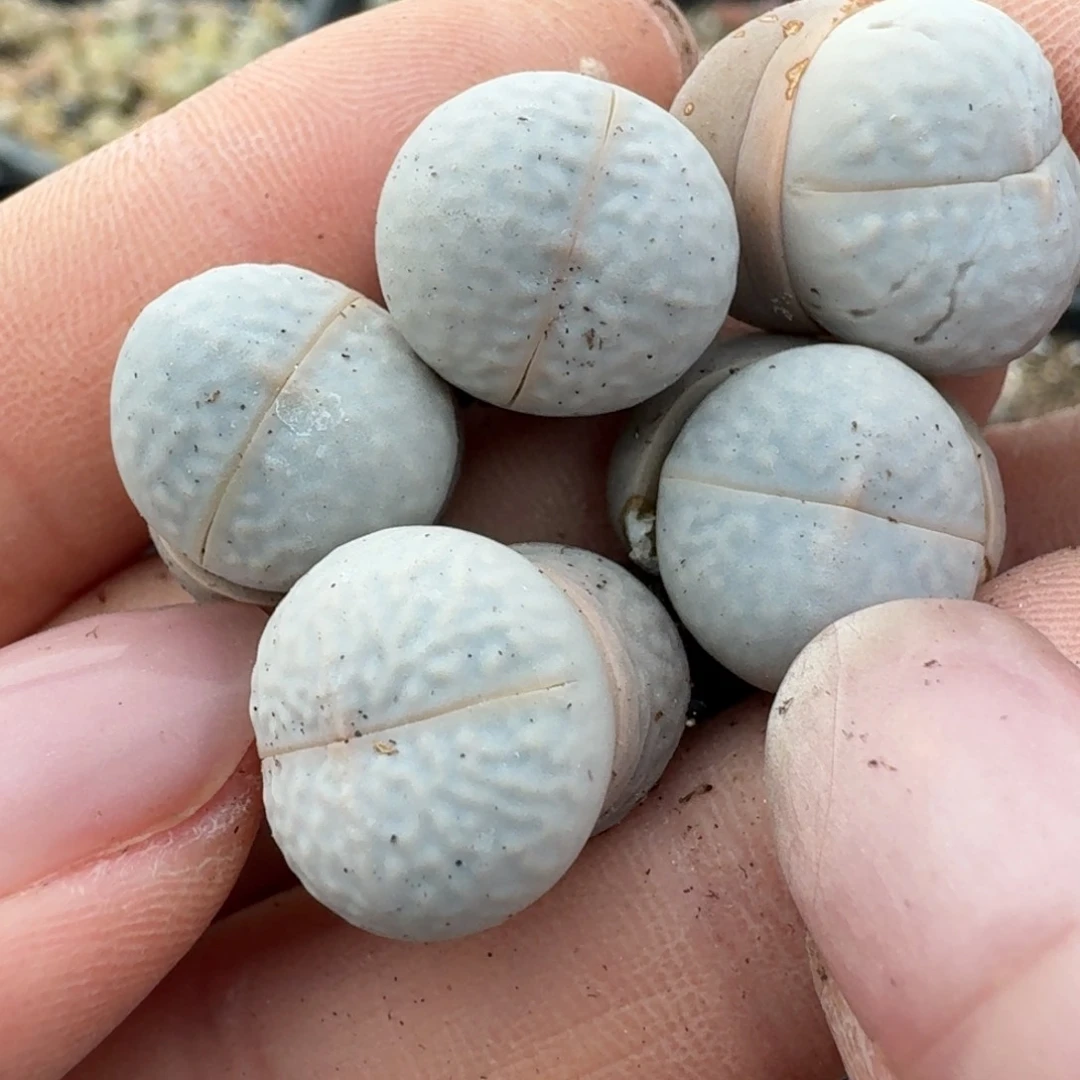 456五颗   000000000000