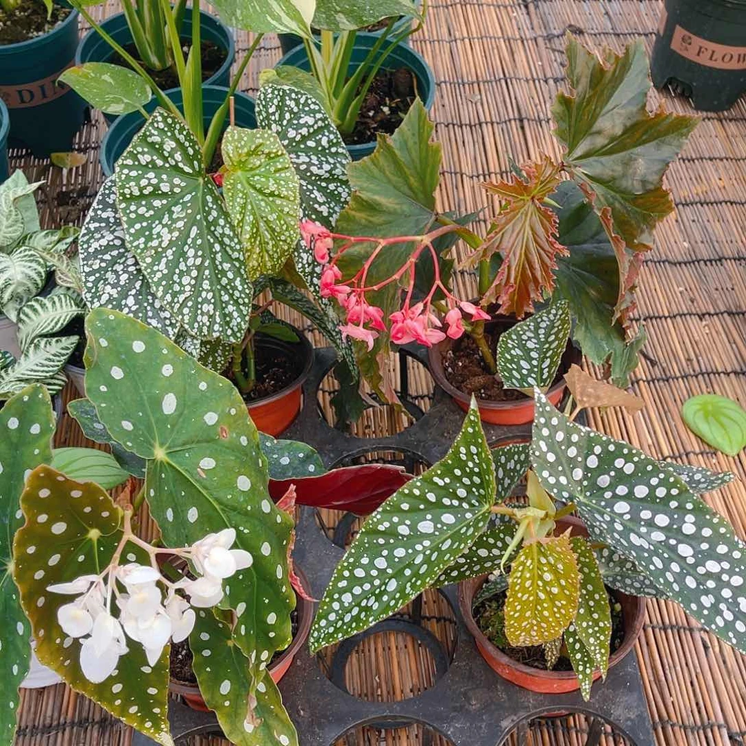 完全开放富士山，容若。鳟鱼，白冰