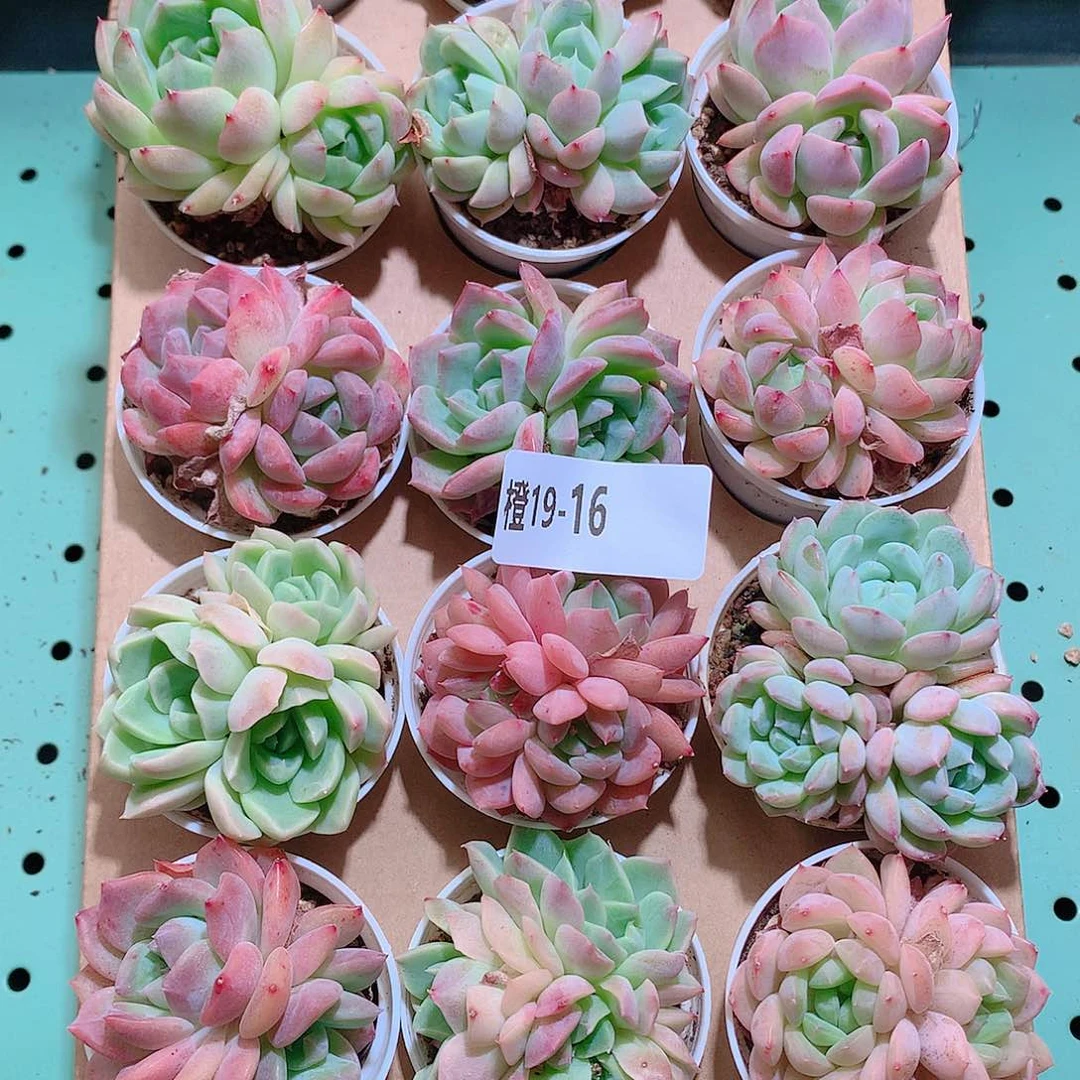 19-16一物一拍带盆18颗