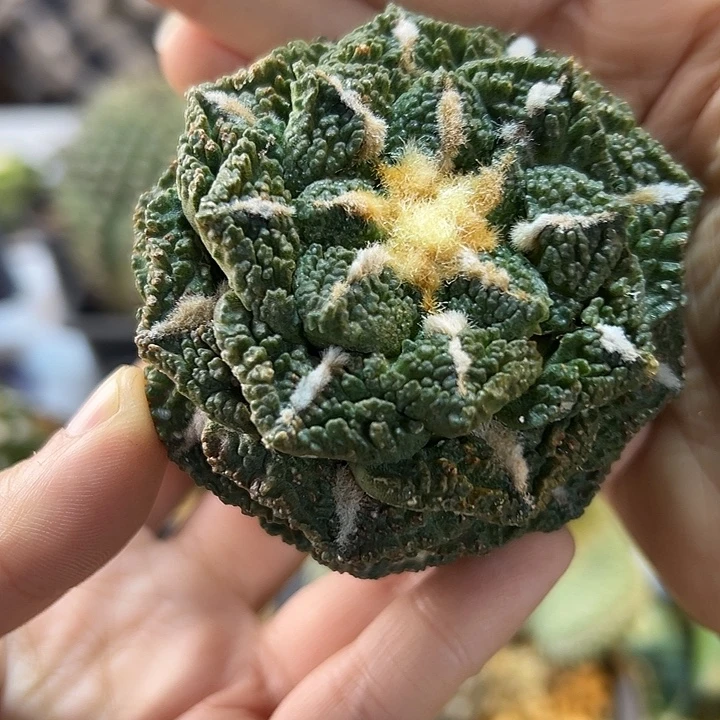 56号自根龟甲牡丹6.7公分