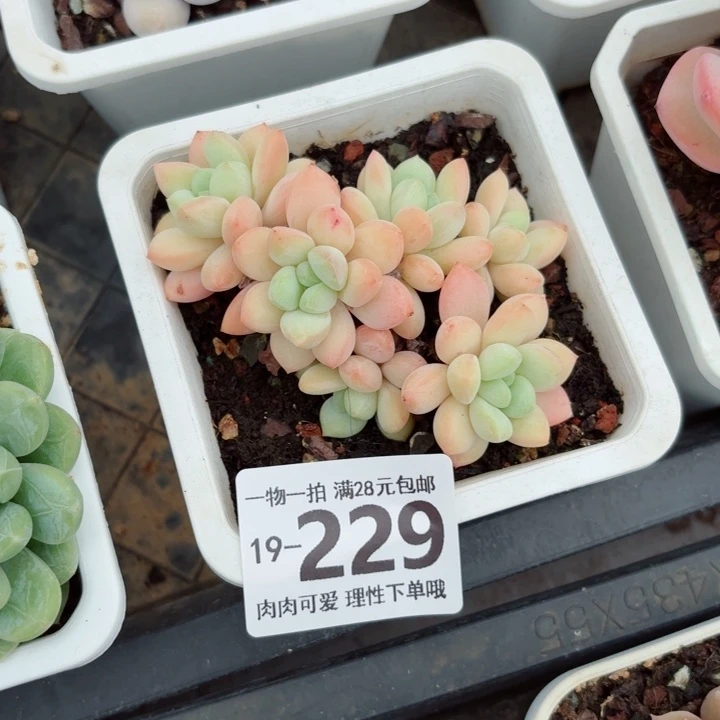 拉丝雨无盆土发货无盆土发货无