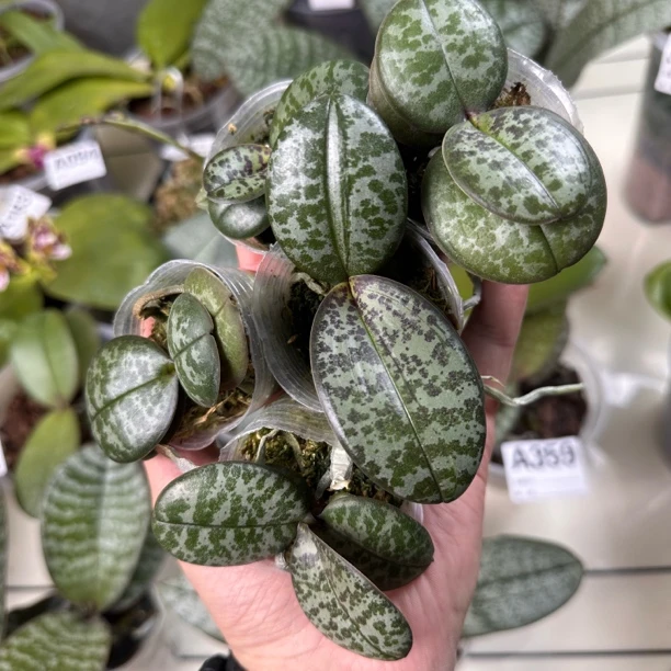 1.7寸圆叶分生西蕾丽蝴蝶兰（宝宝苗很小，练手用的，很香）