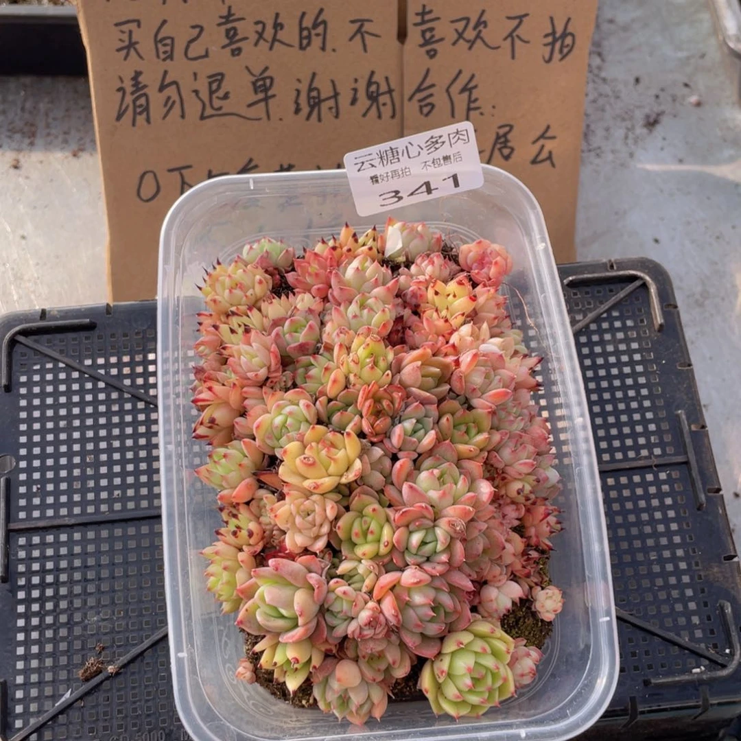 云糖心多肉植物341