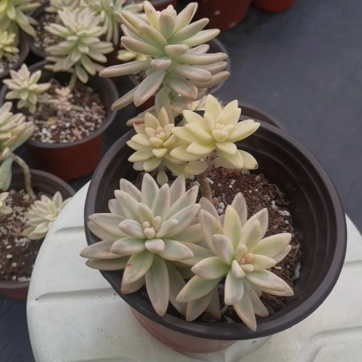 秋丽白覆轮锦群（景天科）