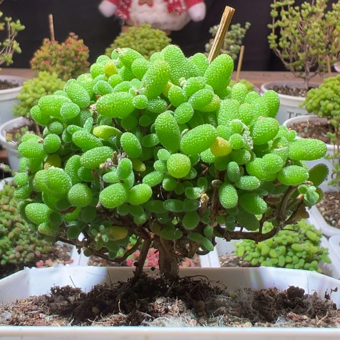 J662金桔带盆土发货一物一拍