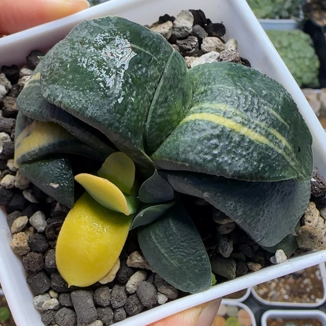 卧牛锦多肉植物百科