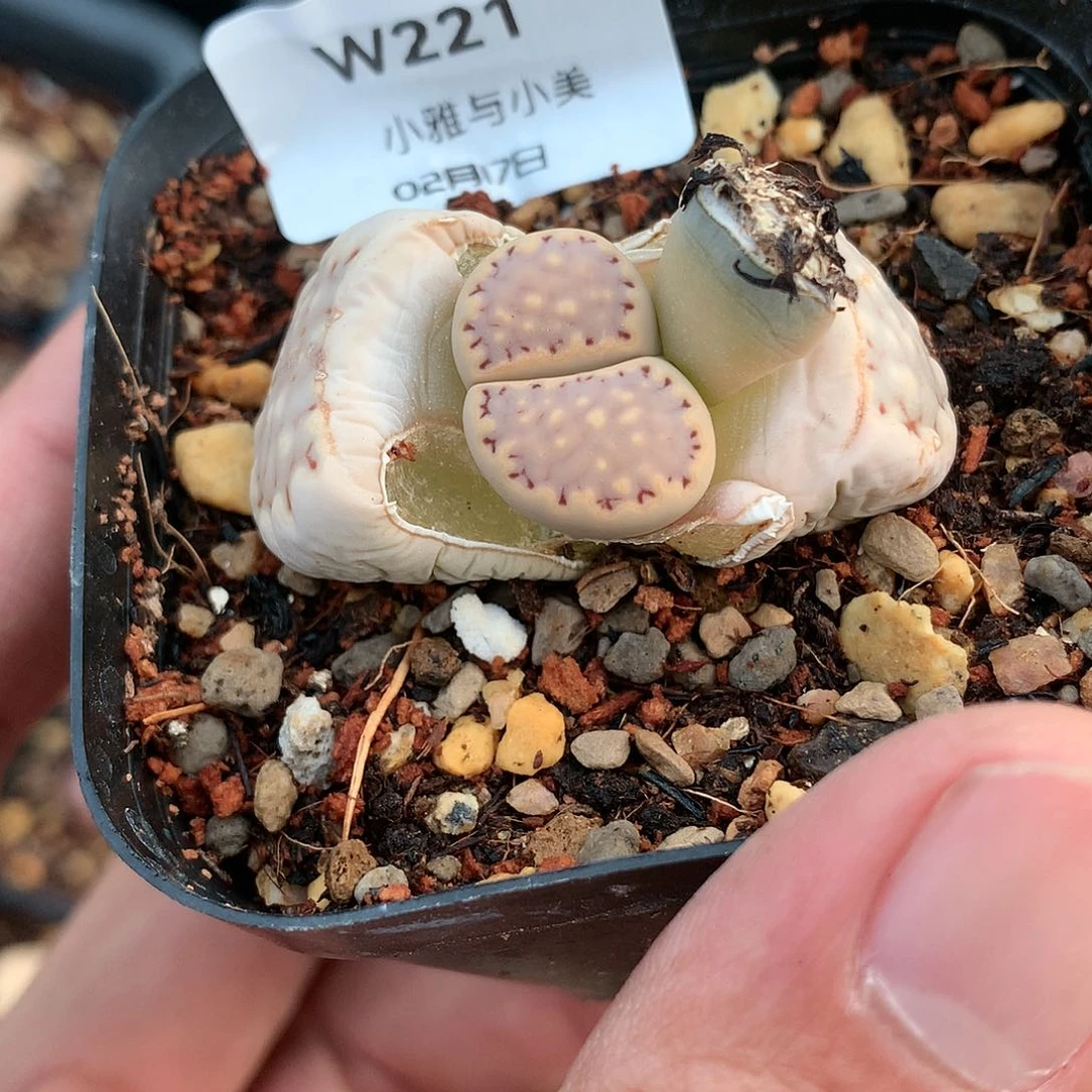 W221多肉植物保护