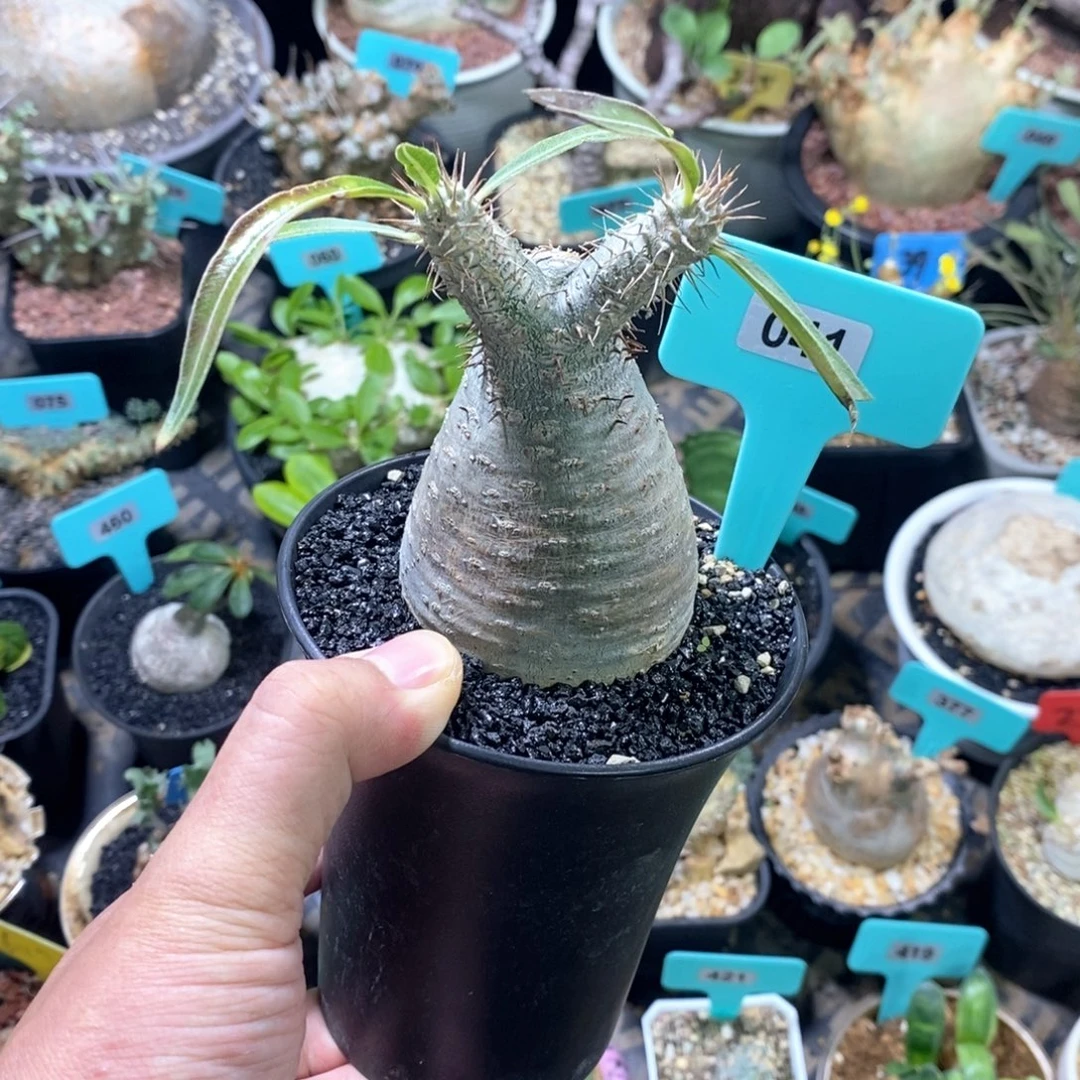 产地象牙宫多肉植物