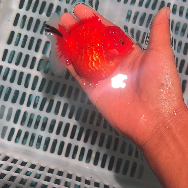 金鱼包邮123456789