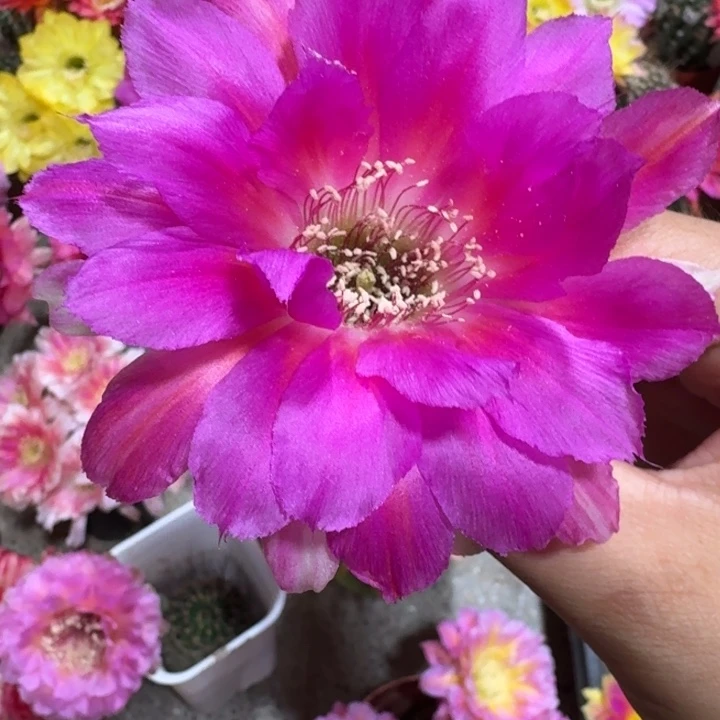 206丽花蜜糖歪3公分左右无根侧牙，20包邮