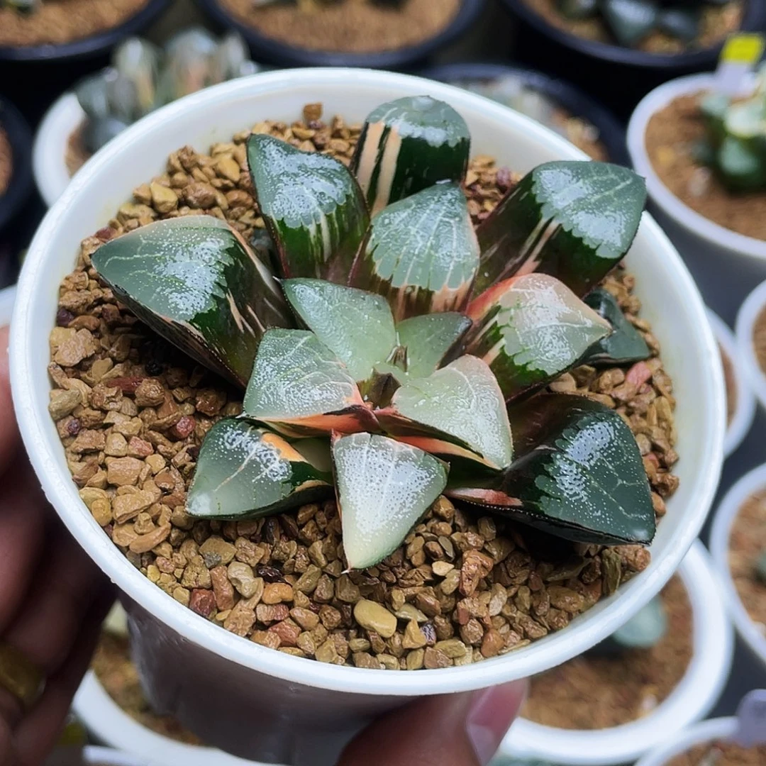 实生克锦十二卷多肉