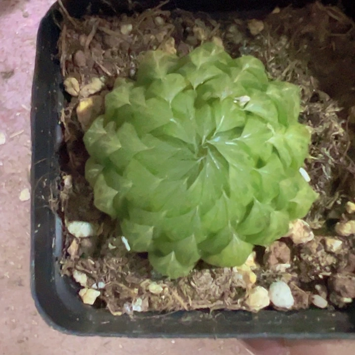 婵翼玉露精品多肉