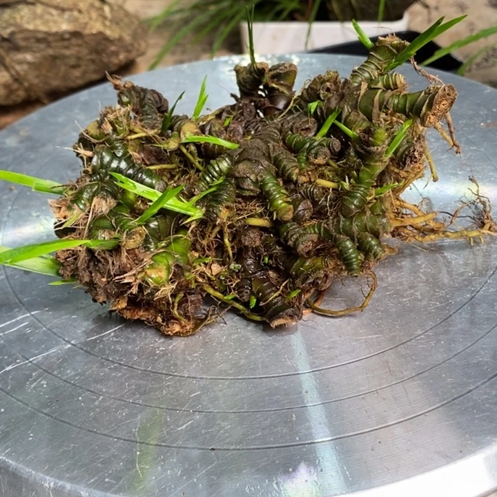 无花朵云**步菖蒲在这方面有一定难度