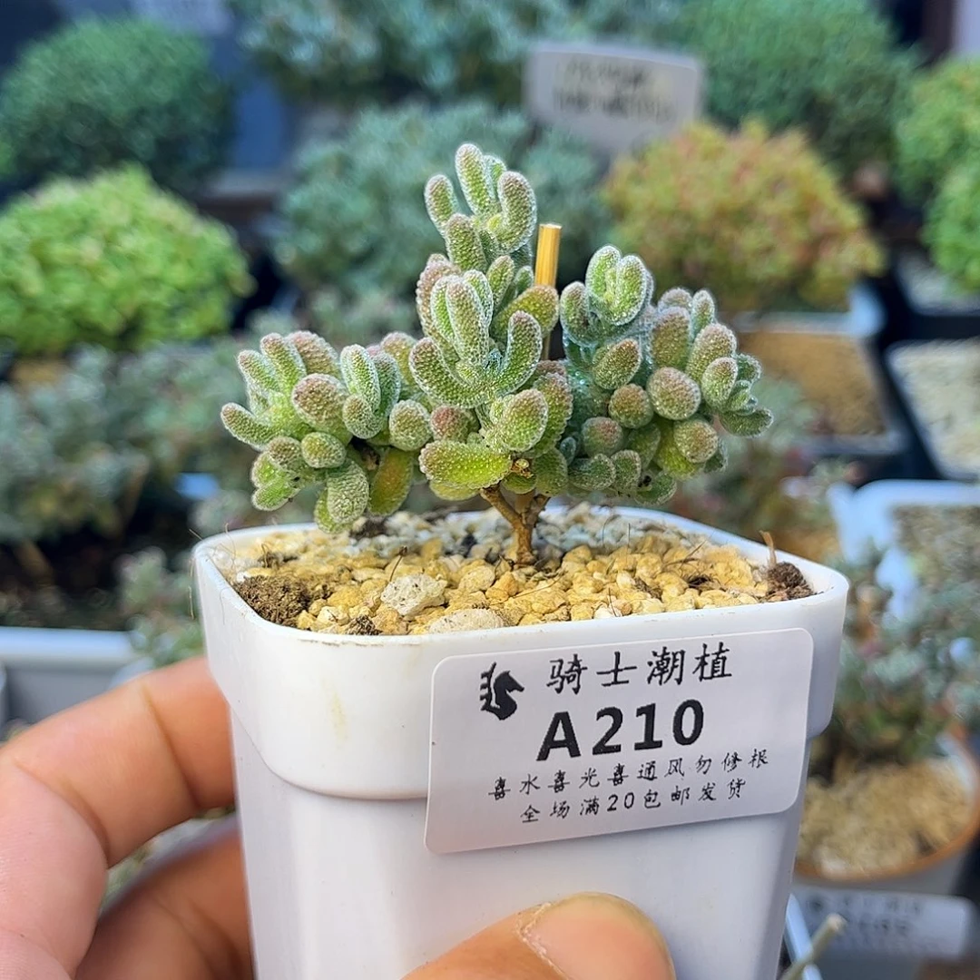 210优选冰晶枝干番杏