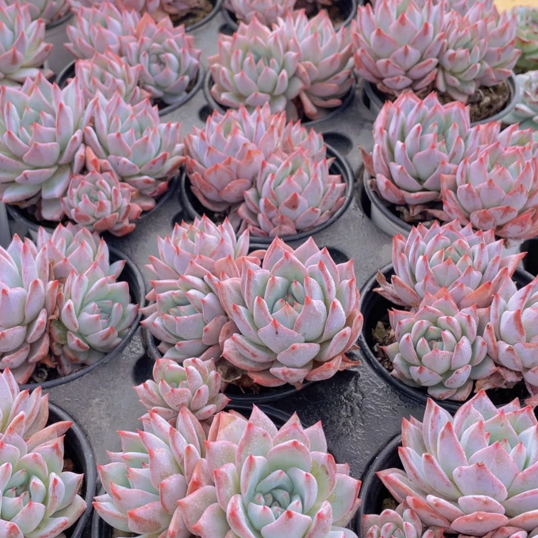 611号 韩版粉蓝鸟大群生一个