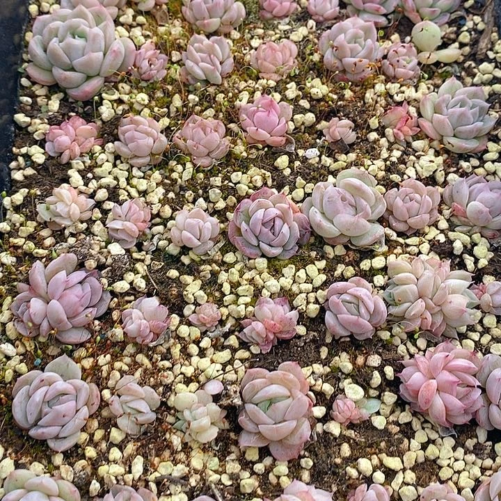 18 多肉植物盆栽花卉植物