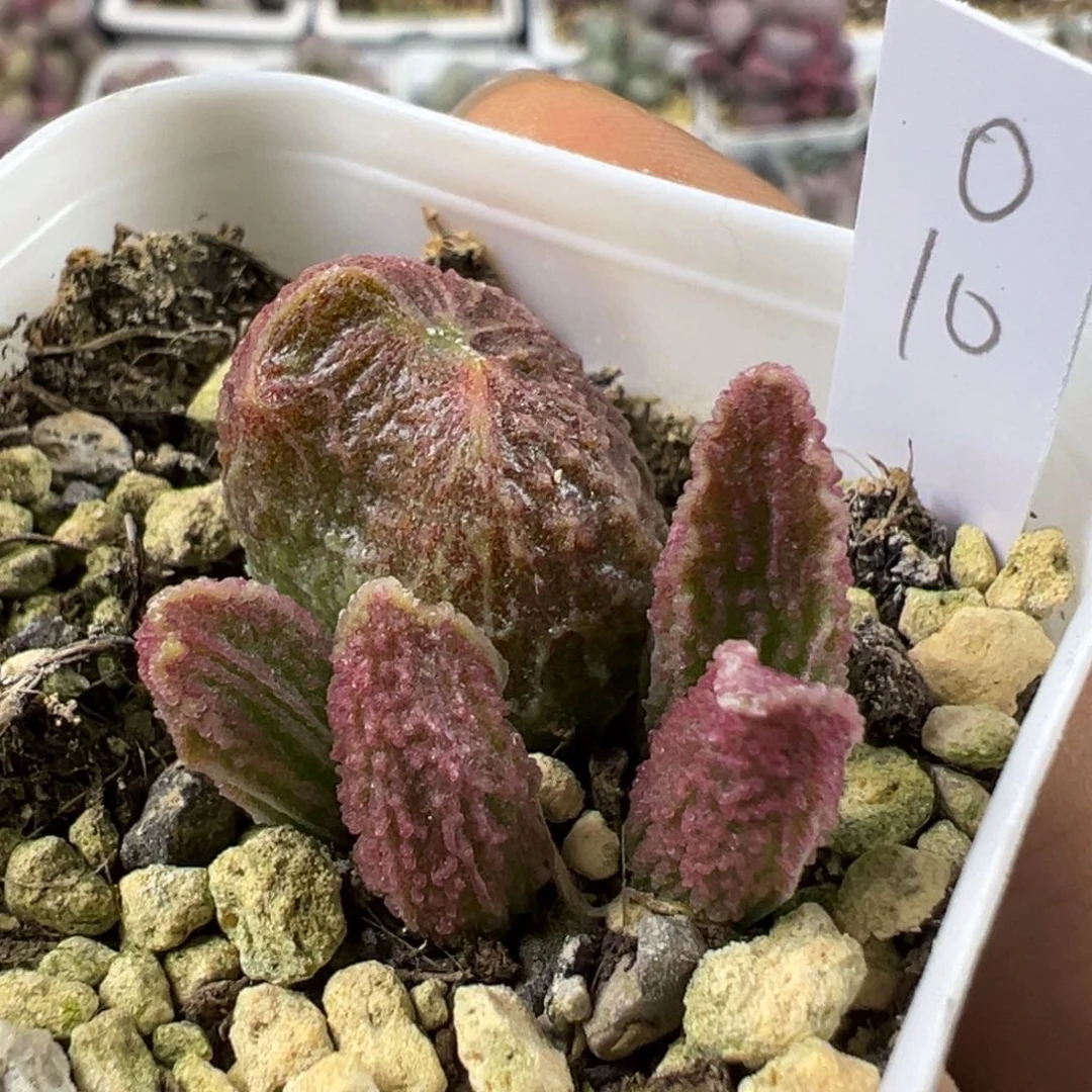 竖长条纹实生新品多肉植物水泡