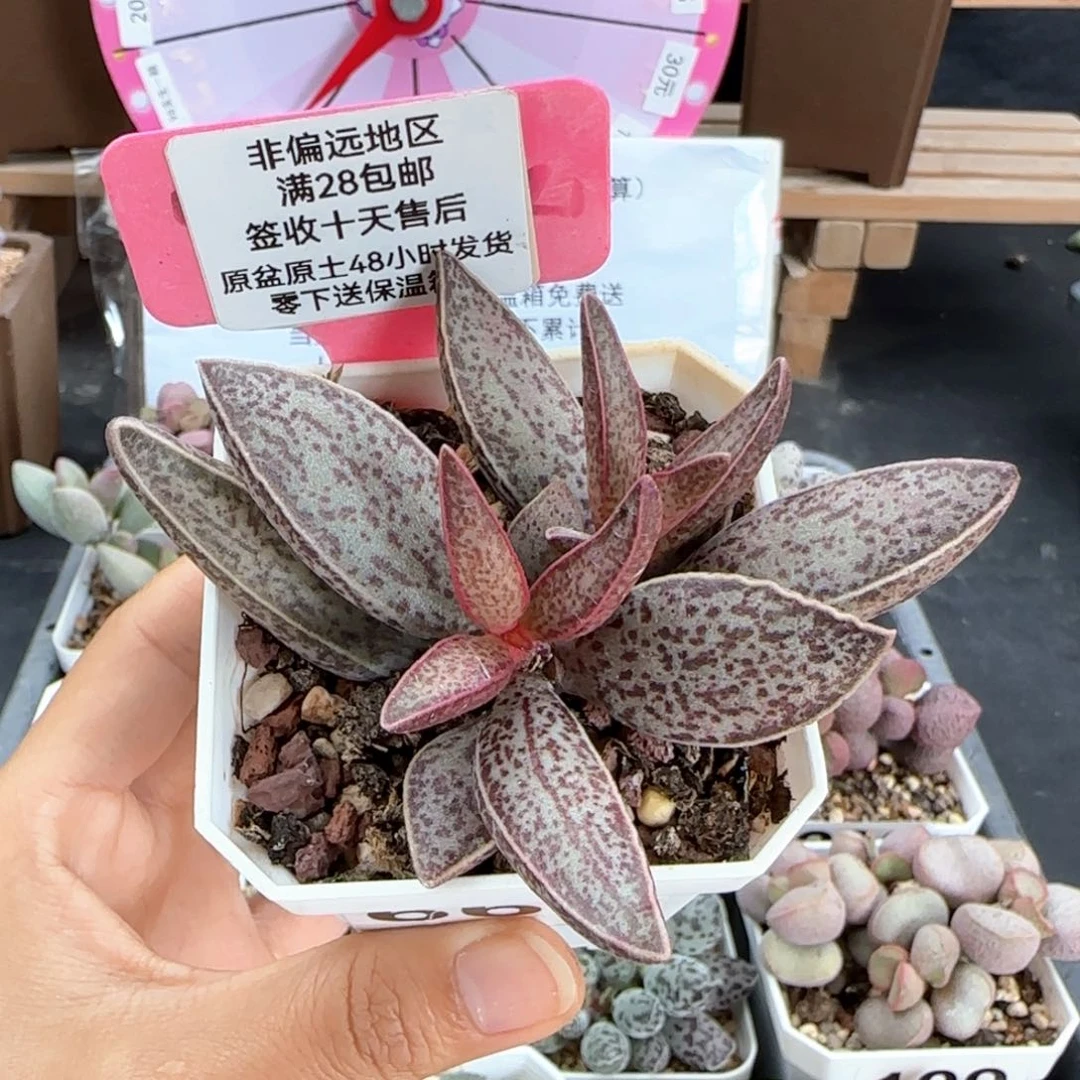 666红太平多肉植物