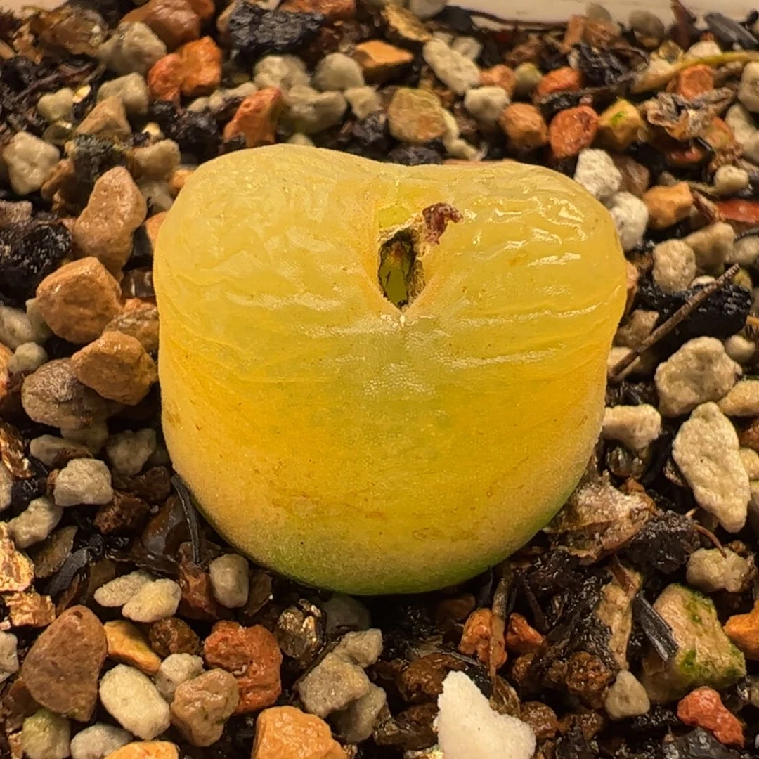 031多肉植物百科