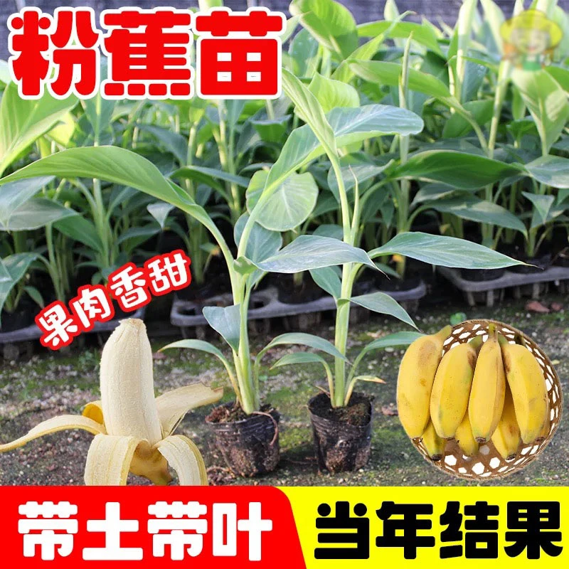 正宗粉焦树苗广西香蕉树苗矮化小米焦盆栽地栽南北方种植当年结果