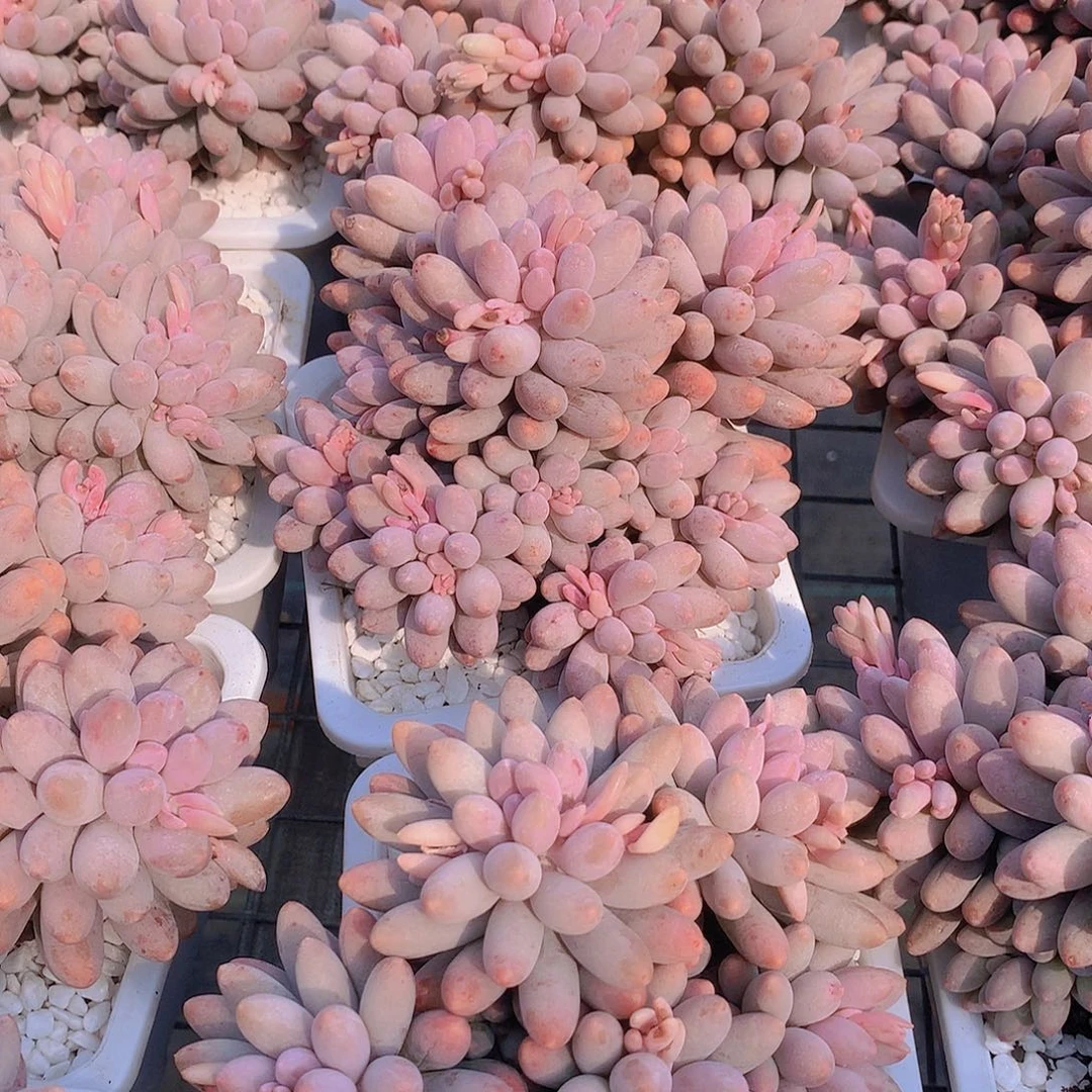 婴儿手指34566788999