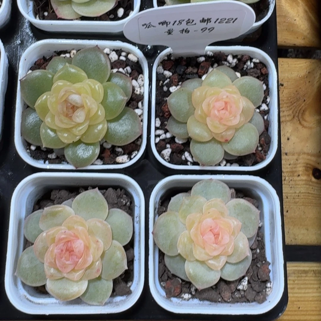 1221-099-翠微一颗量拍