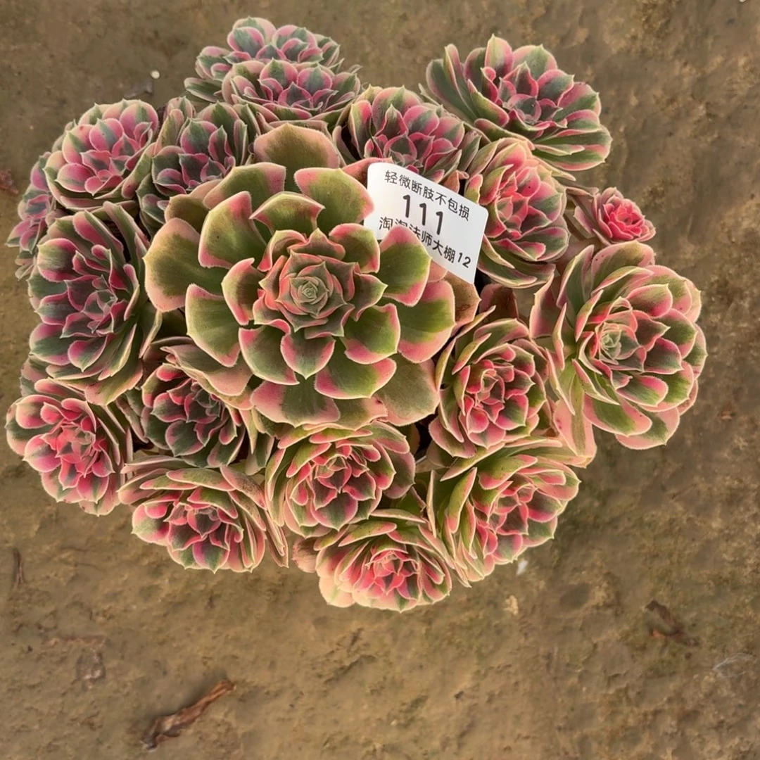 111粉女郎多肉植物法师