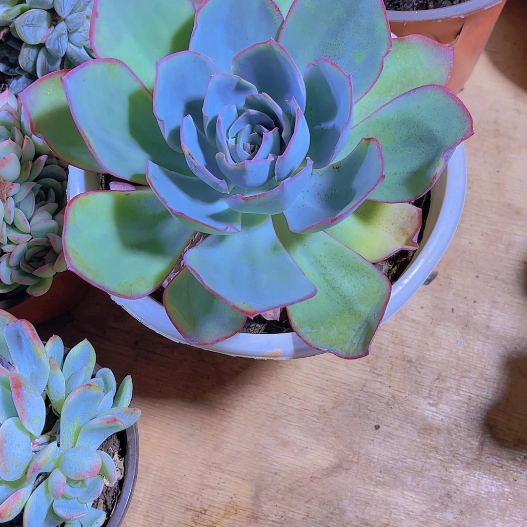 朱***姐0000000000000507