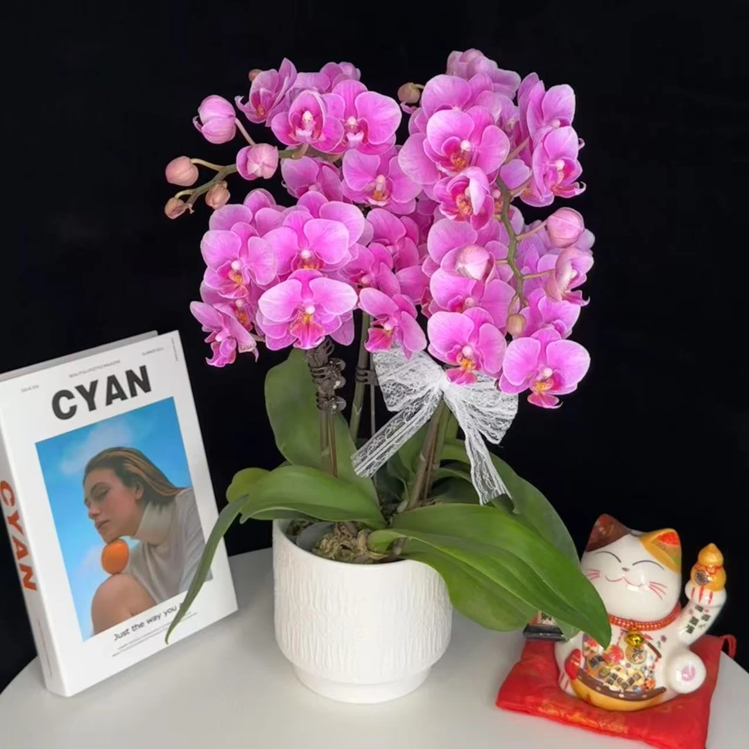 《紫霞仙子》带侧枝 精品蝴蝶兰 紫红色系 室内高端产品 好养耐开