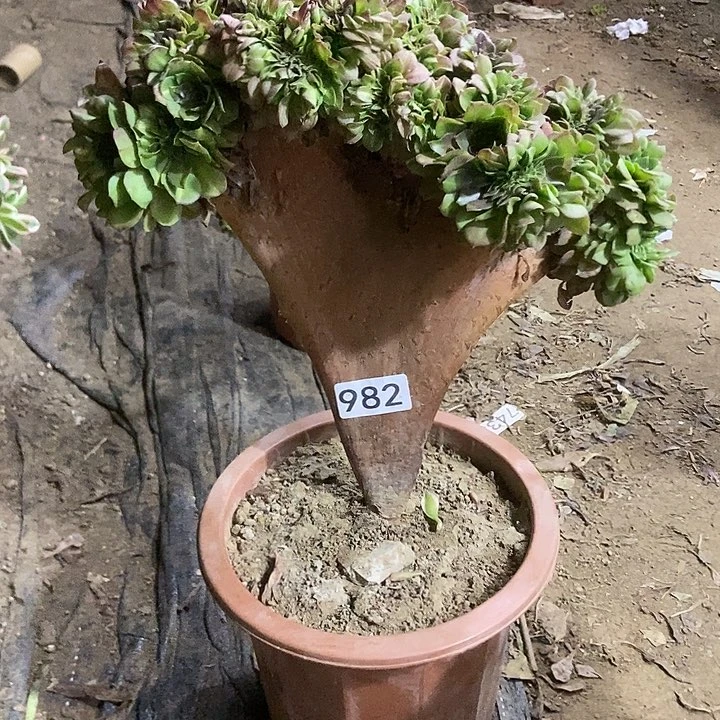 982抹茶缀化老板子法师