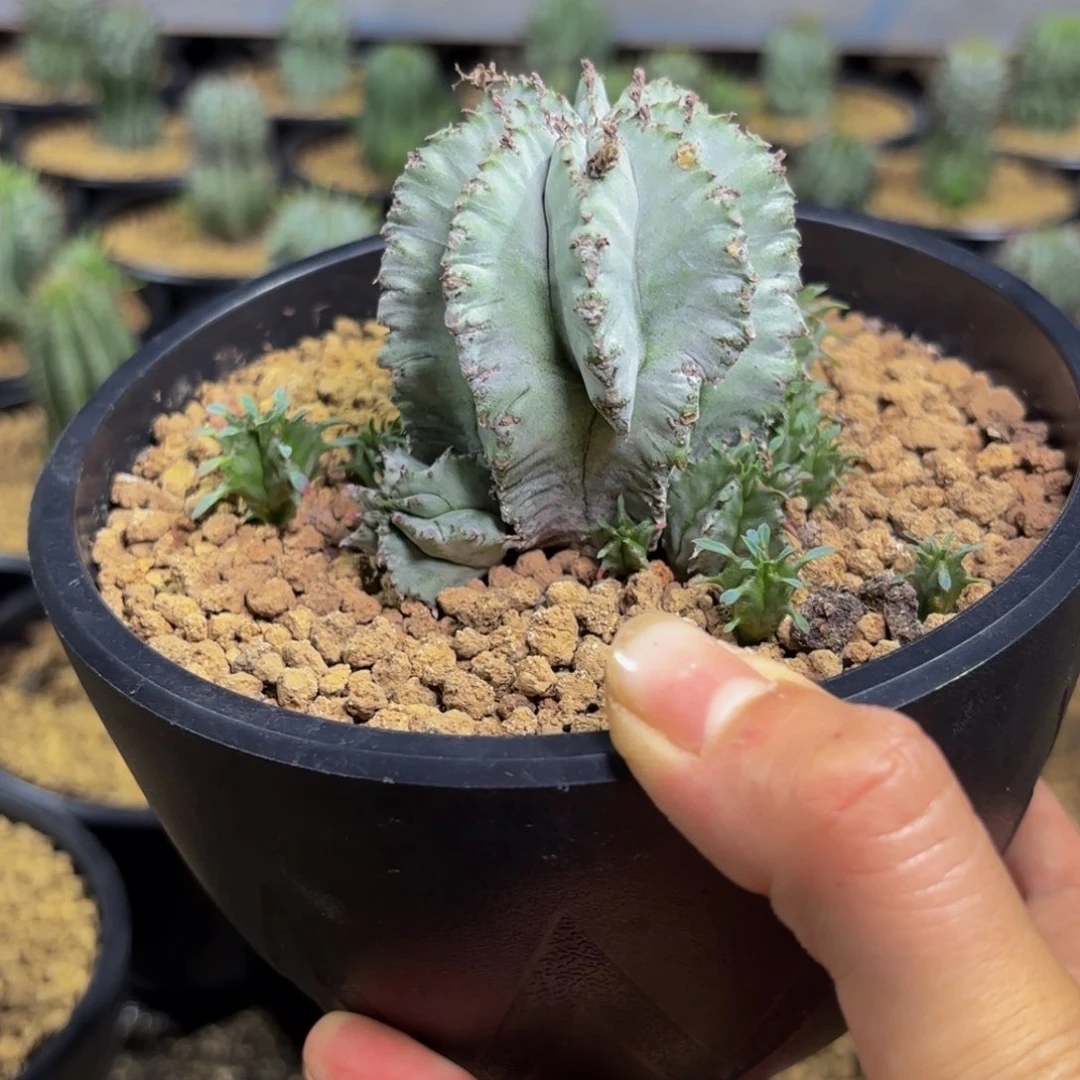 白依群wwwwwwwwwwwww