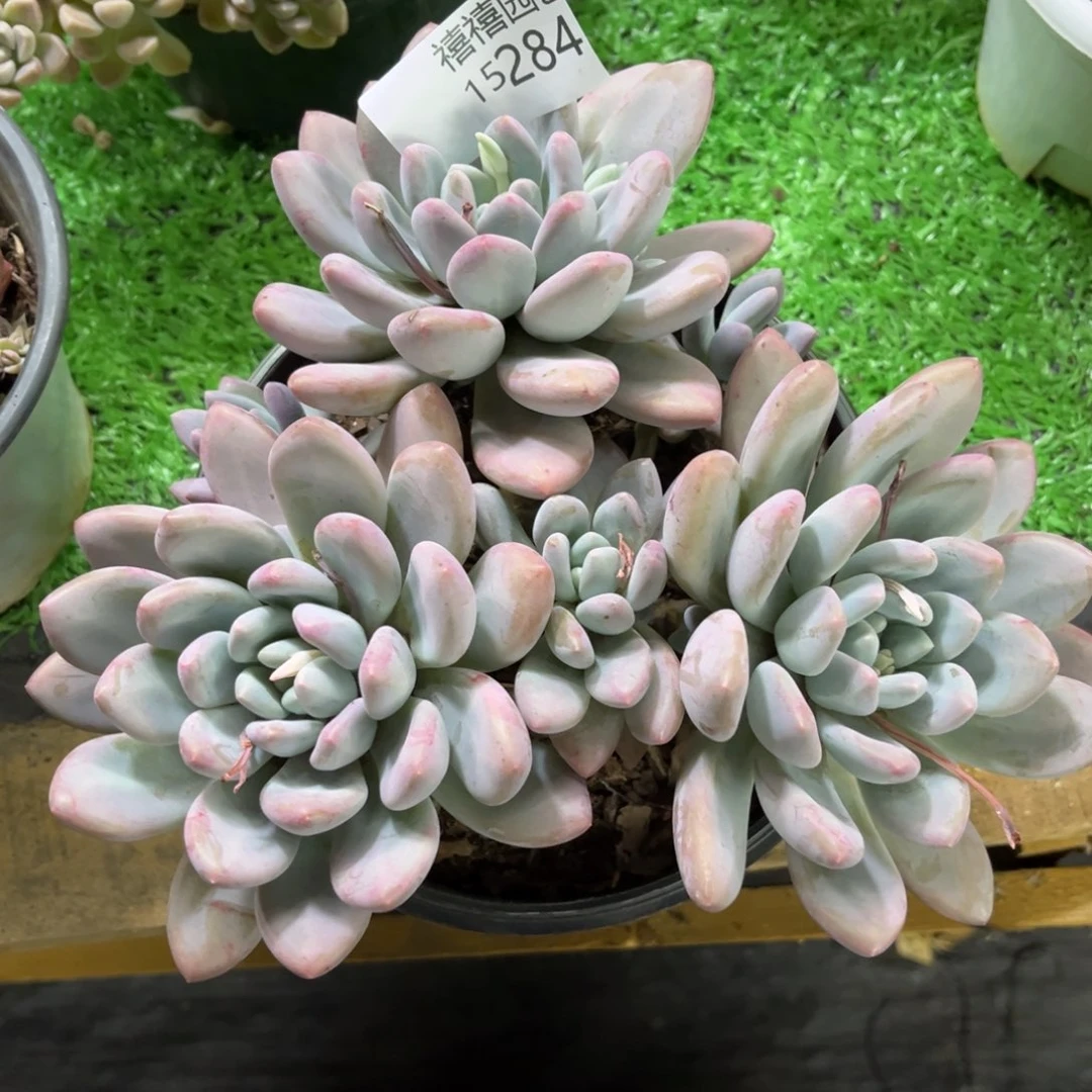 15284拉丝雨老庄群