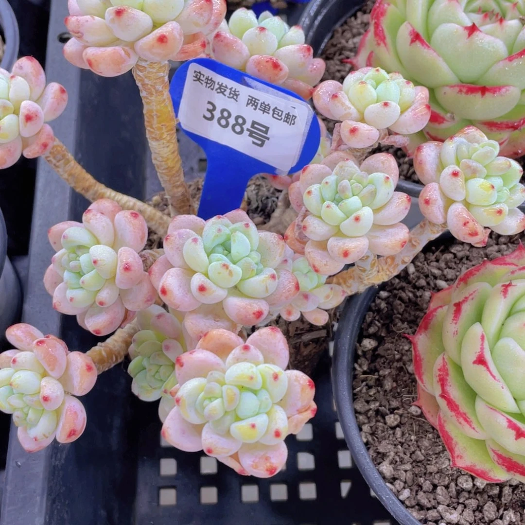 388号老桩大群罗琦劳尔一个