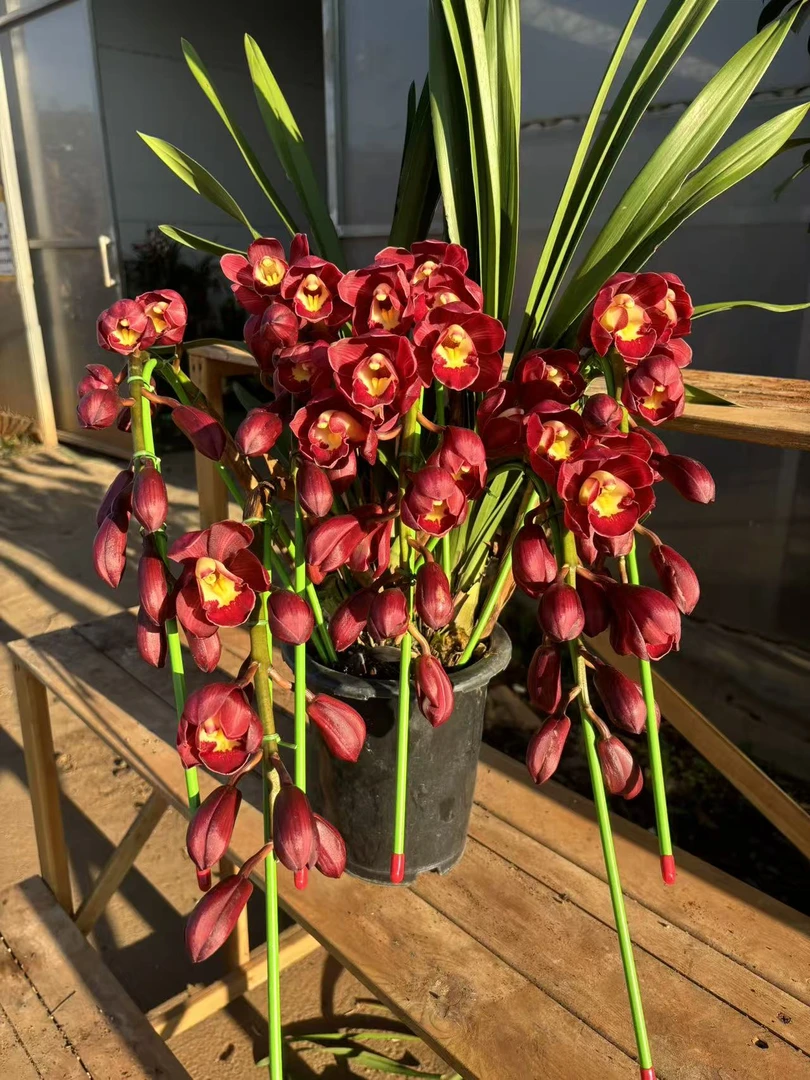 老黑家的蕙兰 【大红袍/拱兰】大花惠兰 年宵花 春节盆栽室内好养