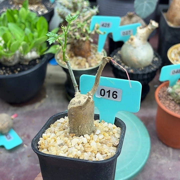 枫叶苦瓜多肉植物