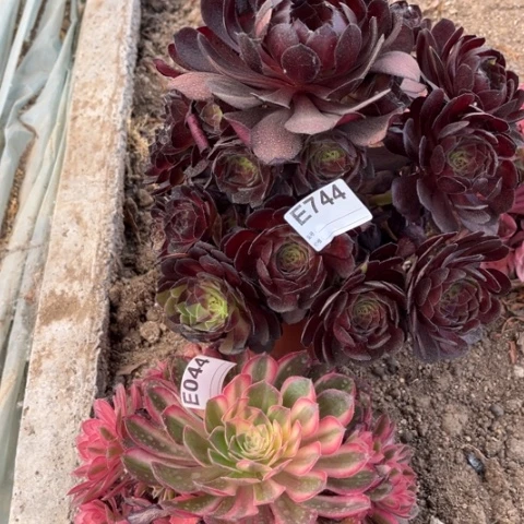 多肉植物黑魔锦美人