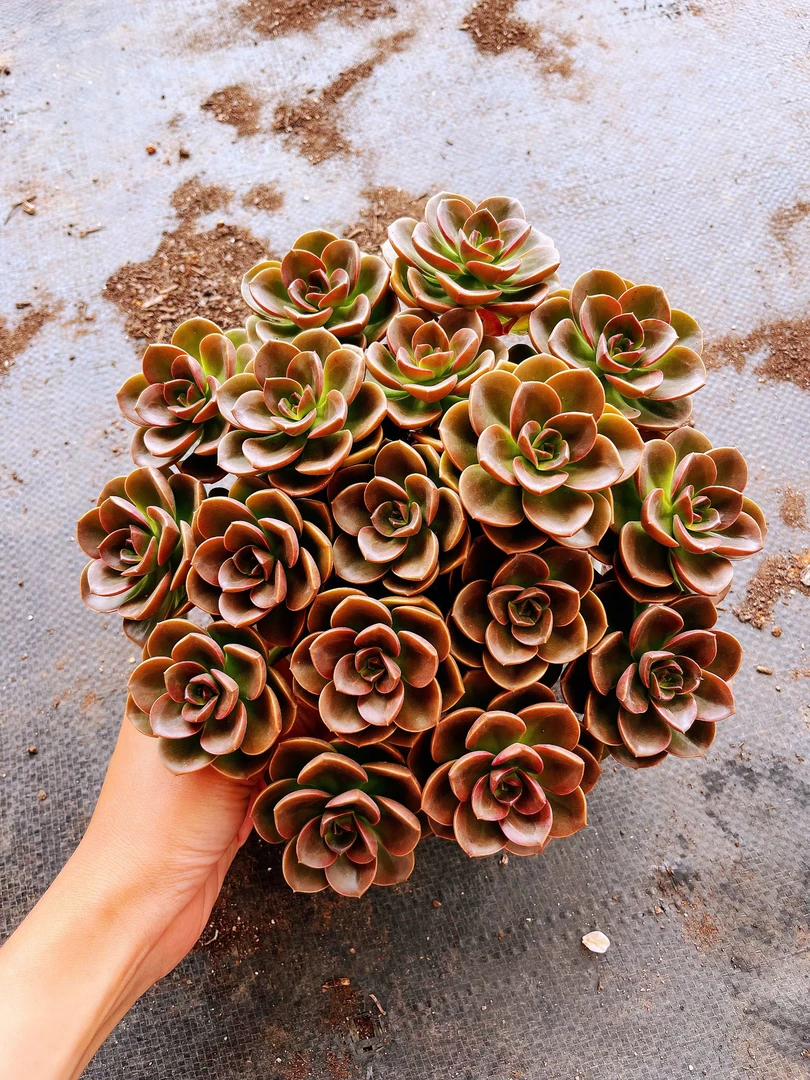 巧克力 群生 带盆土 花园阳台种植养护多肉植物 全年棕红色多肉