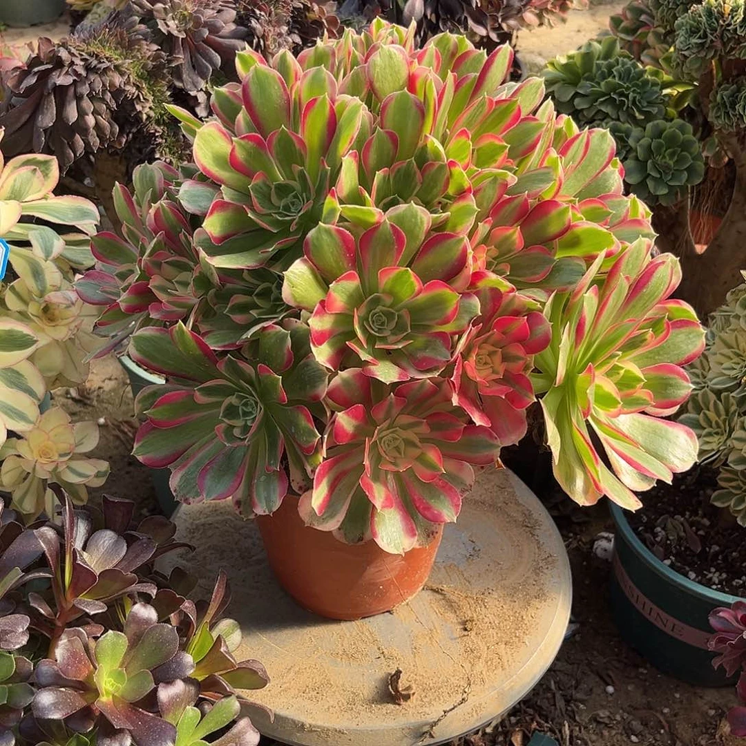 18妖月无主头法师多肉植物