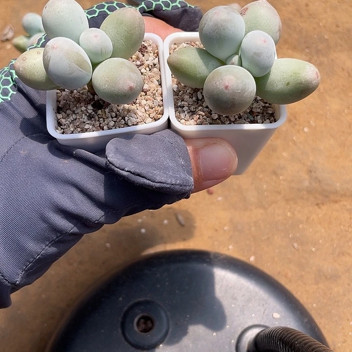 兔子奶酪一物一拍