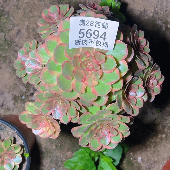 5694火狐多肉植物