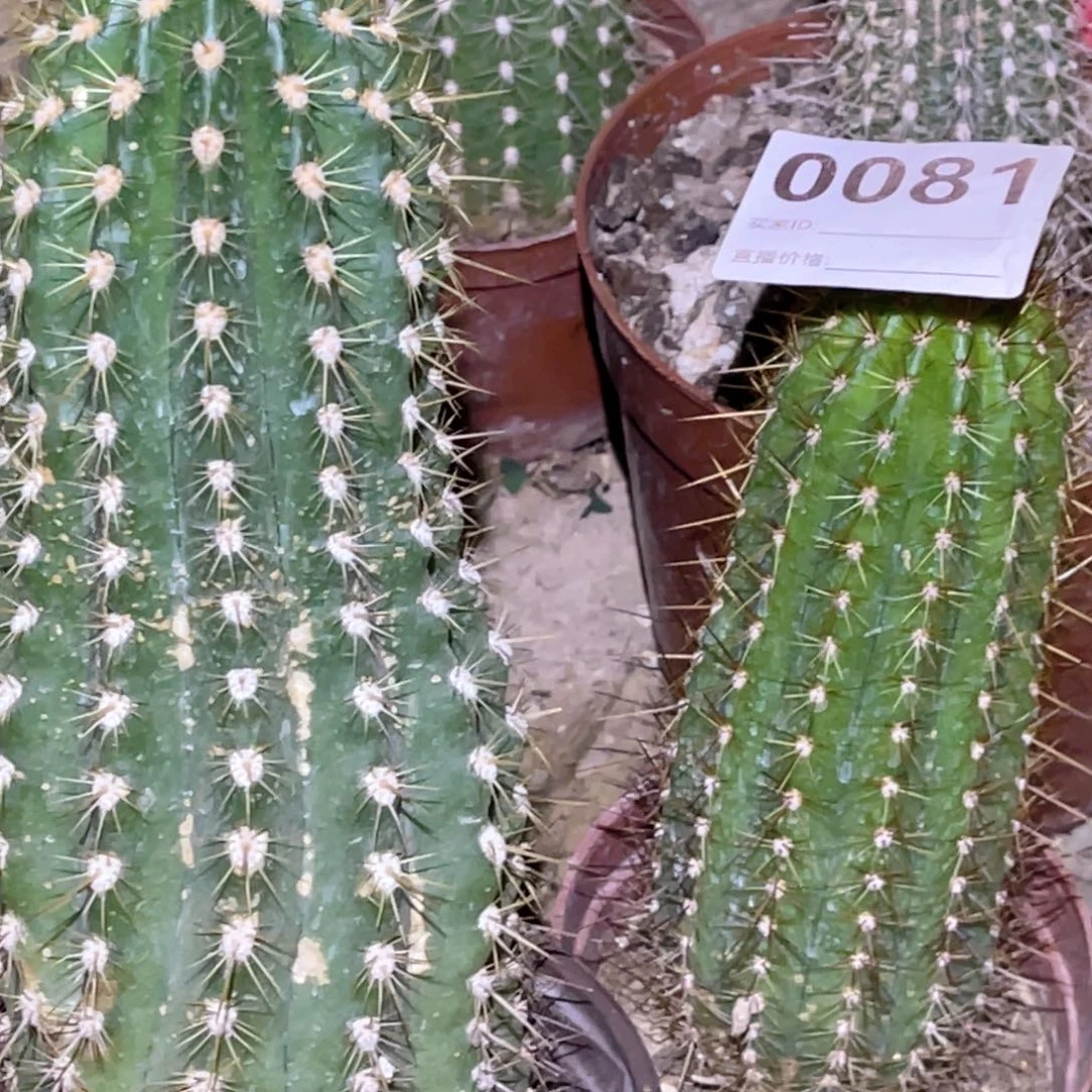 瓦***拉毛花柱 2颗 脱土脱盆摘花满20包邮