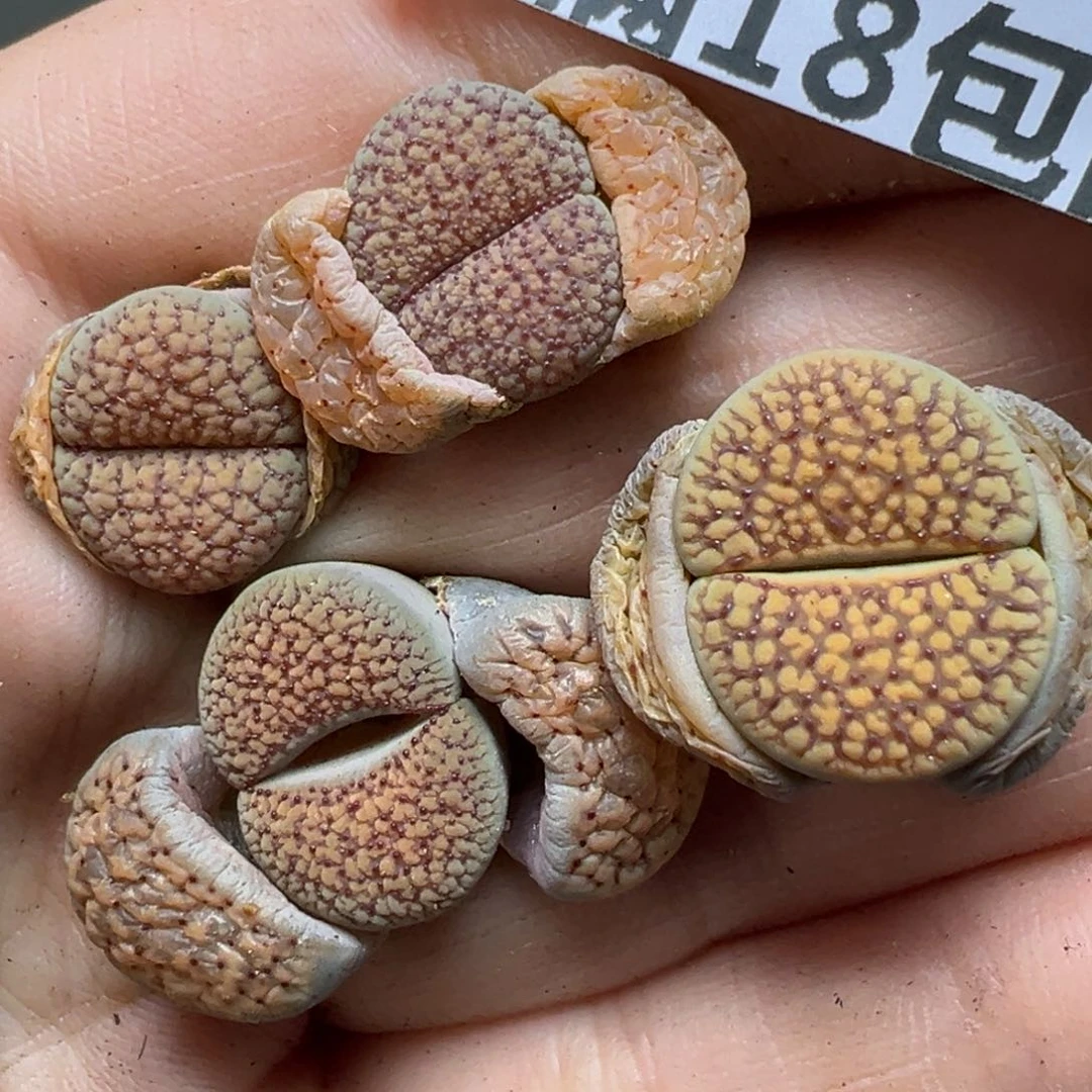 【闪购商品】永****周283……