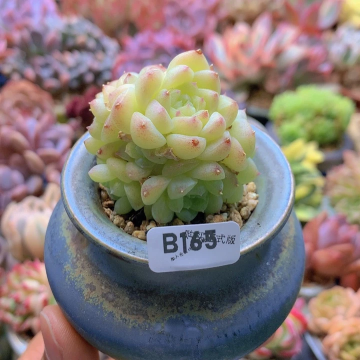 一物一拍含盆土满38包邮B165