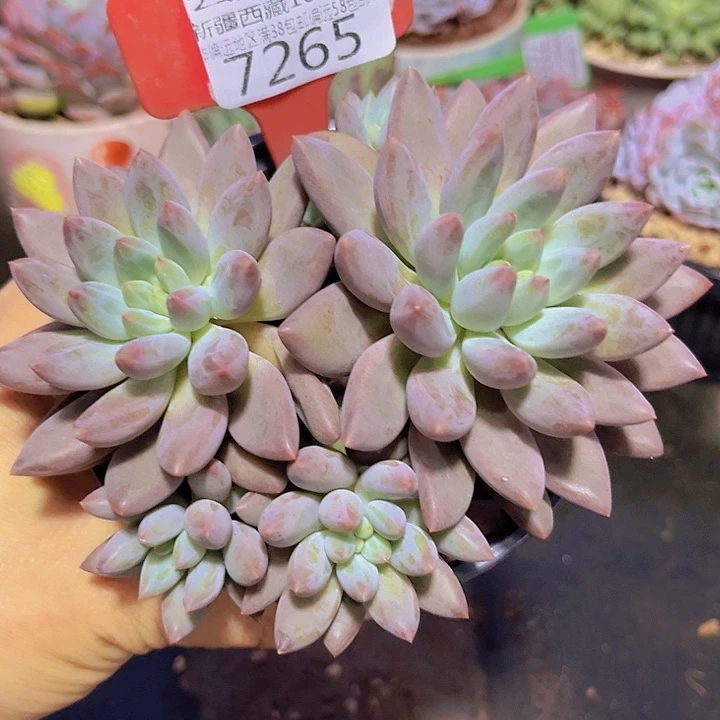 7265红蜻蜓。