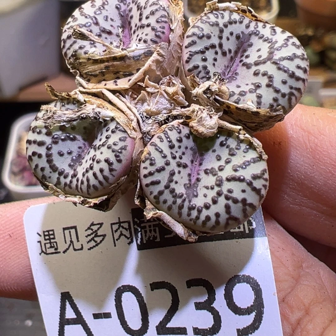 多肉植物1111111111111