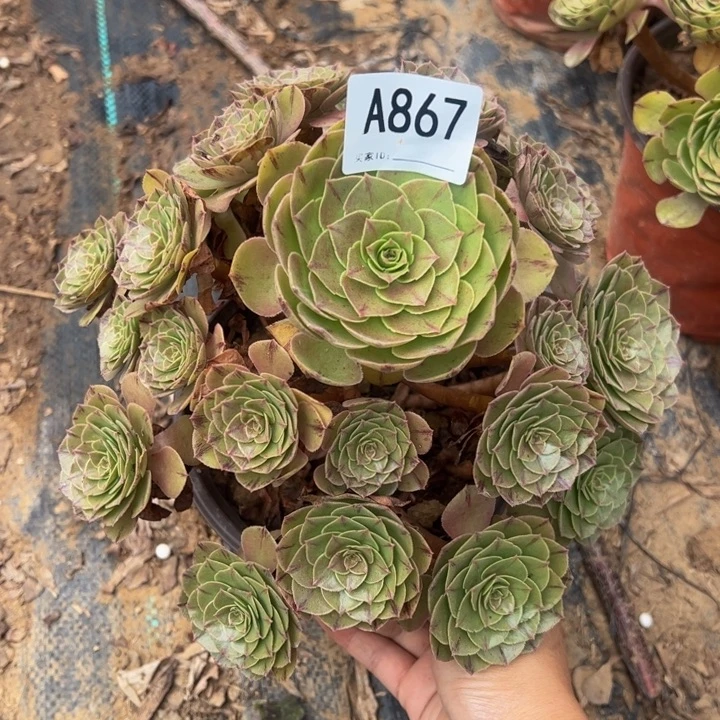 万拉丝多肉植物867.