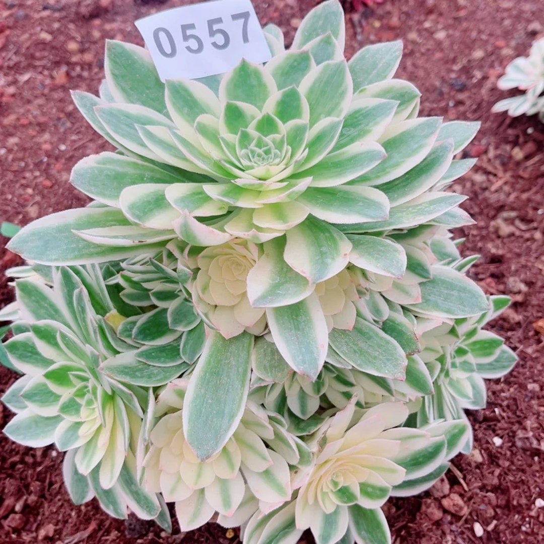 伊丽莎白多肉发货