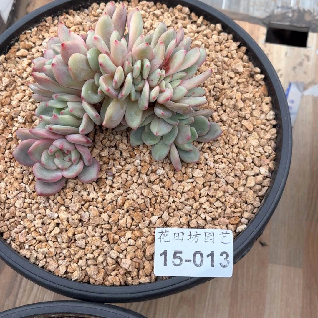 15.13爱丽儿缀化一个