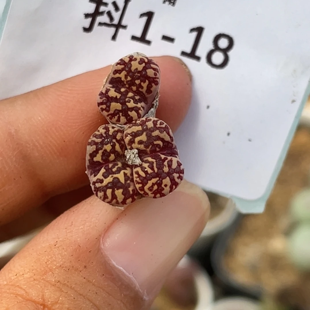 1-18泡泡鸟多肉植物肉锥