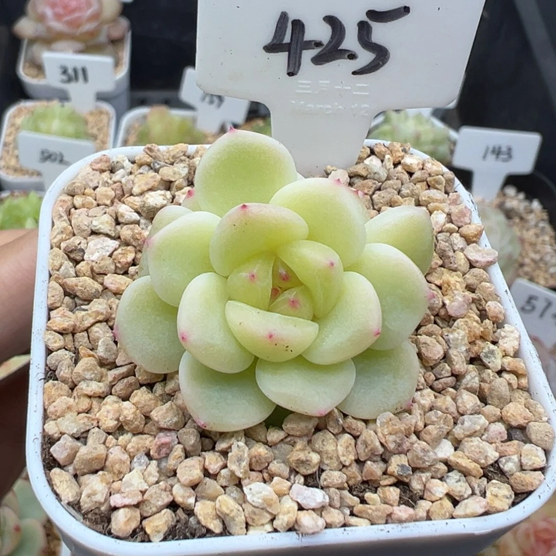 425号西柚甜心带崽